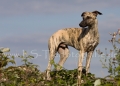 45 Windhund-Trio